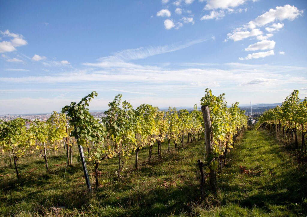 Weinberge in Wilhelminenberg mit Reihen von Rebstöcken unter blauem Himmel mit vereinzelten Wolken